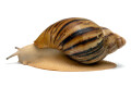 Archachatina marginata ovum typ 1 leucistic adult